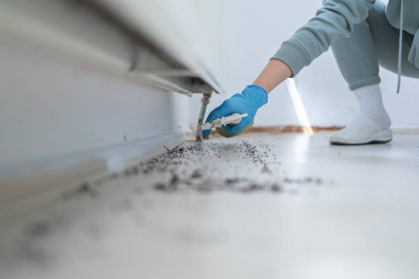 Best Termite Control Services  in Dallastown, PA